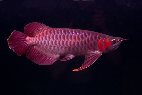 龍魚(yú)圖片