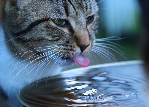 喝水小猫图片