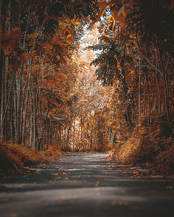 秋季之路