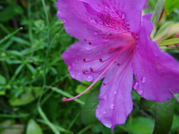 杜鵑花春季雨后圖片