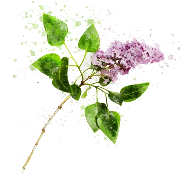手绘紫色花卉水彩植物元素