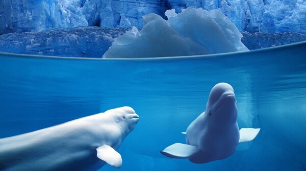 白鲸图片
