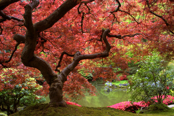 美丽日本枫树风景图片
