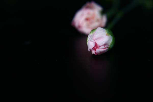 浅粉色康乃馨花苞