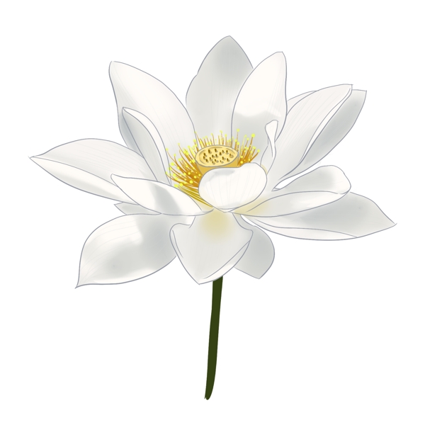 白色荷花植物插图