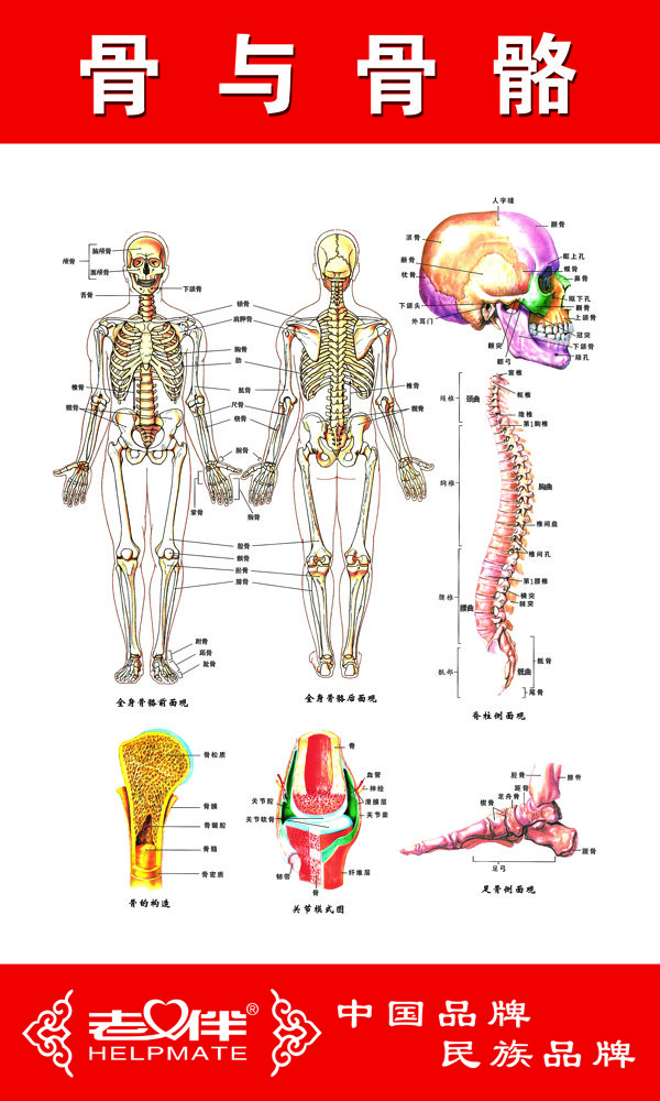 骨与骨骼
