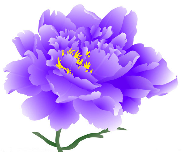 時尚休閑女裝成熟優(yōu)雅女裝T恤圖案毛衫印花優(yōu)雅植物免費素材