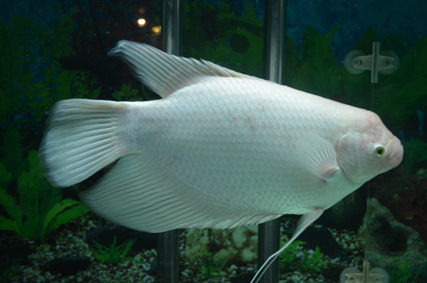 水族館里生活的魚圖片