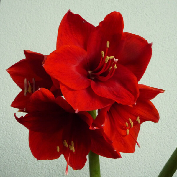位圖植物攝影寫實(shí)花卉花朵數(shù)碼照片免費(fèi)素材