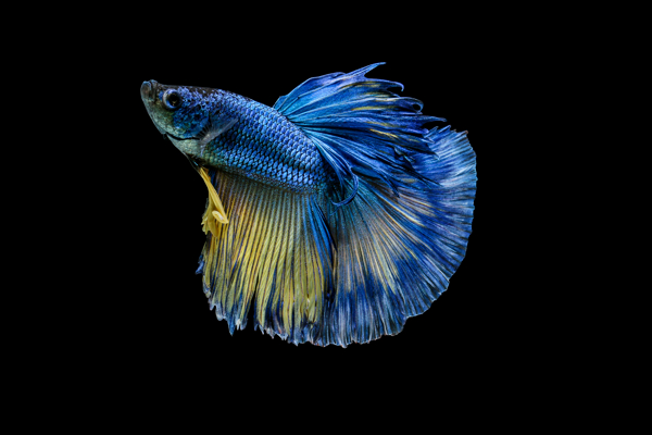 觀賞魚