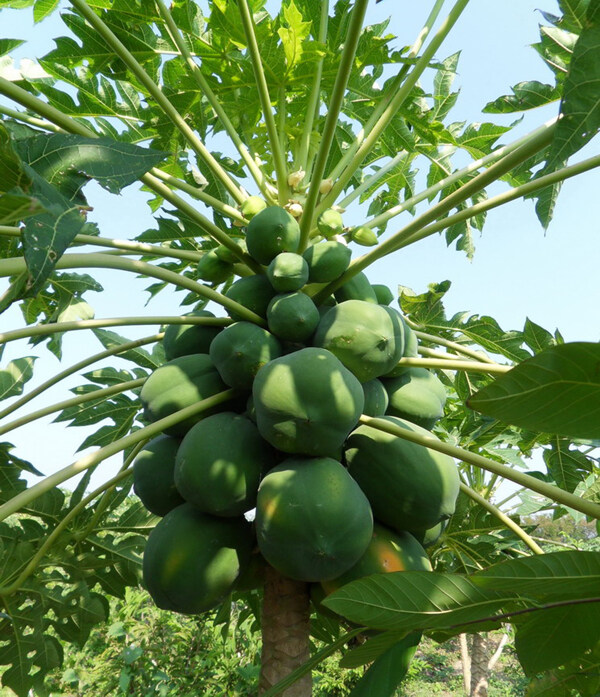 番木瓜植物果实