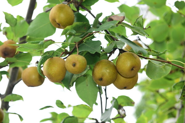 果园里梨子树上的梨子