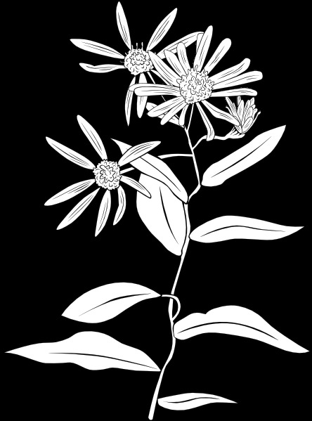 植物的花灌木剪貼畫(huà)