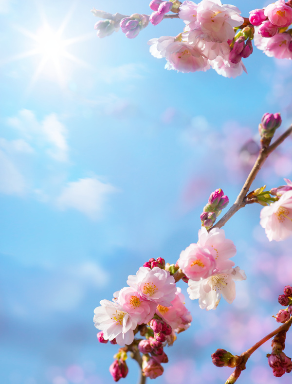 桃花圖片