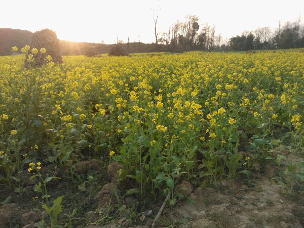 黃昏油菜花圖片