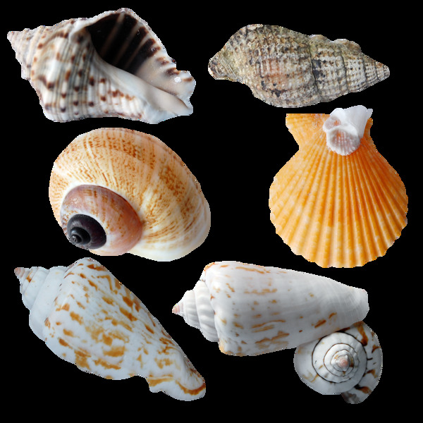 9种不同的海螺贝壳免抠png透明图层素材