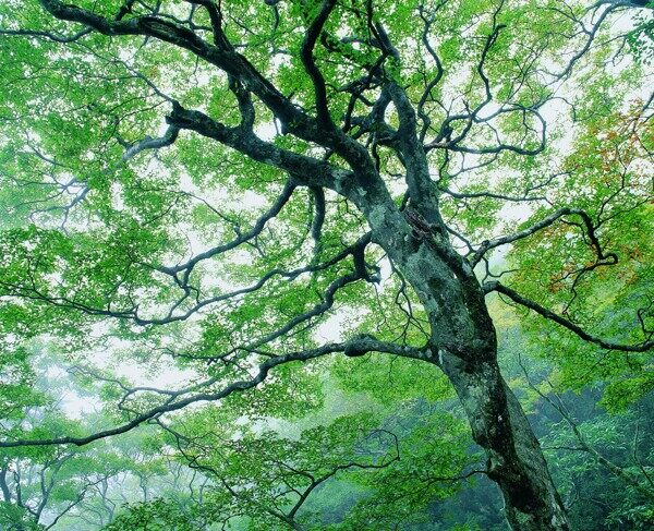 夏季景色