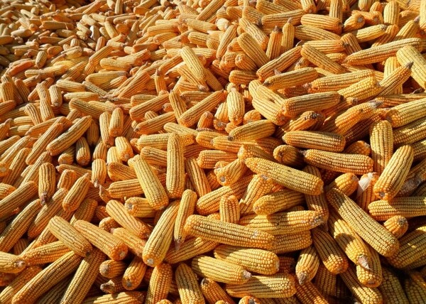 玉米圖片