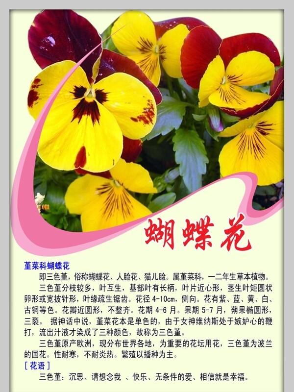 蝴蝶蘭圖片