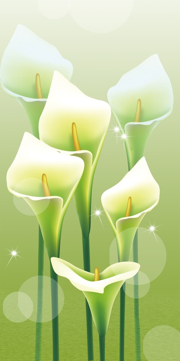 百合花
