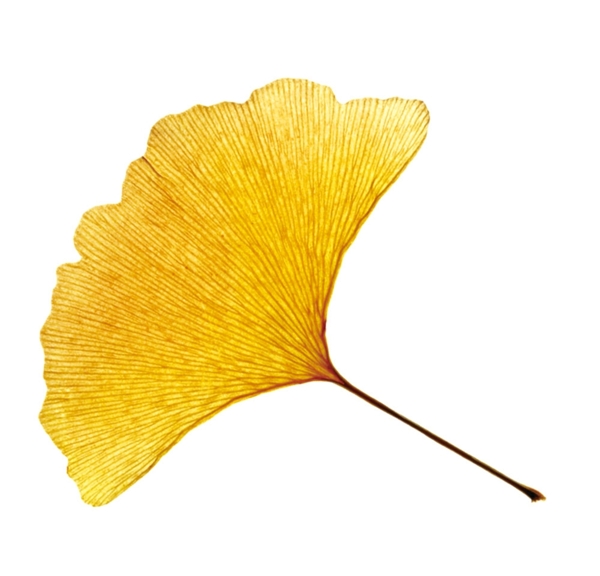 黄色银杏叶叶子png素材图片