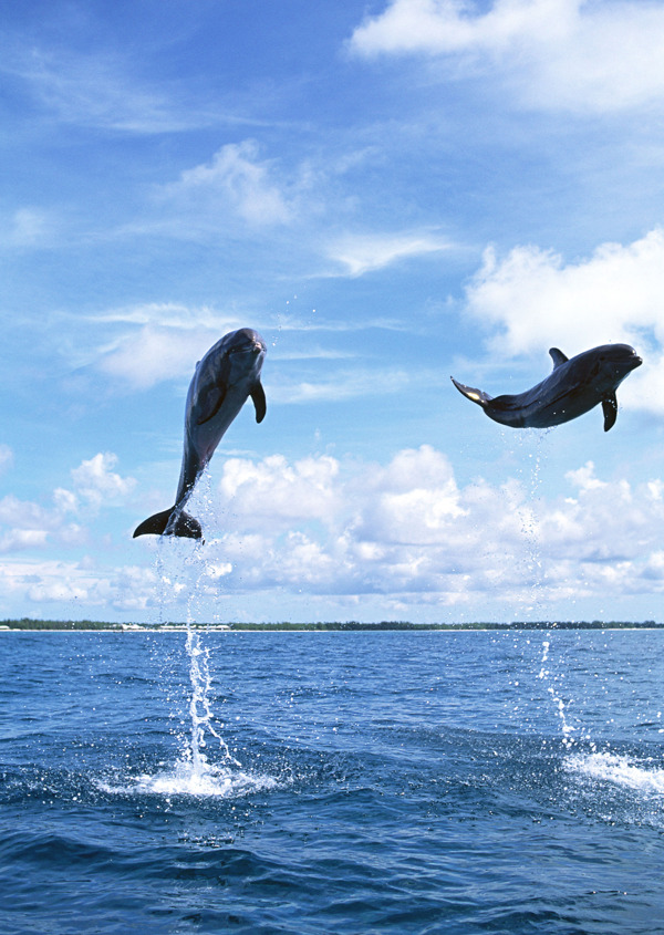 水中跃起的海豚图片