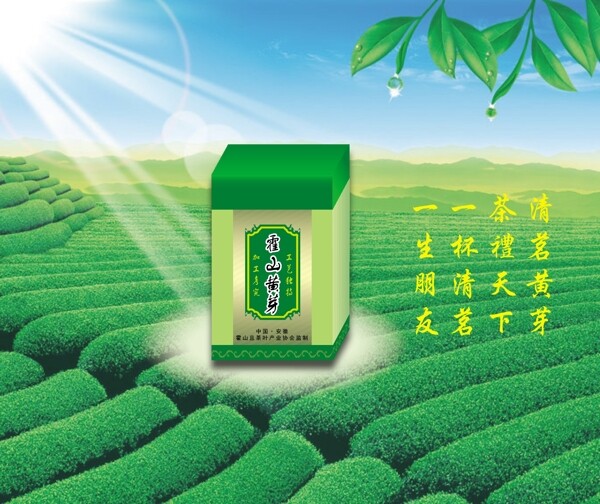 茶葉盒圖片
