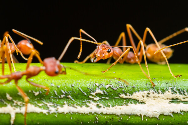 红色蚂蚁摄影图片