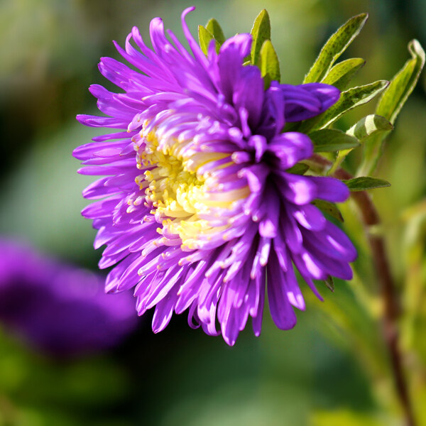 位圖植物攝影寫(xiě)實(shí)花卉花朵野花免費(fèi)素材