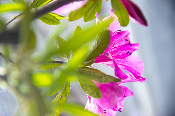 杜鵑花