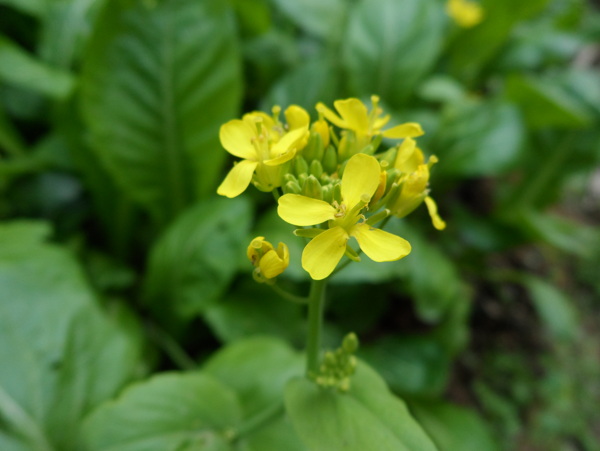 菜花圖片