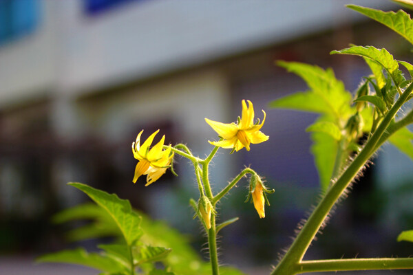 黃花圖片