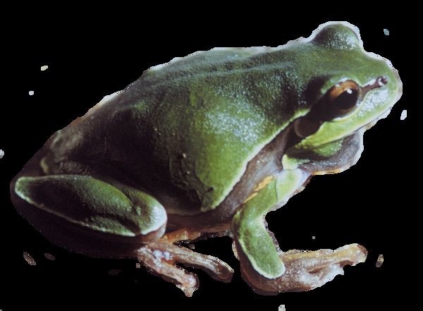 灰绿色青蛙侧面图免抠png透明素材