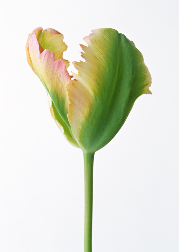 植物鮮花素材