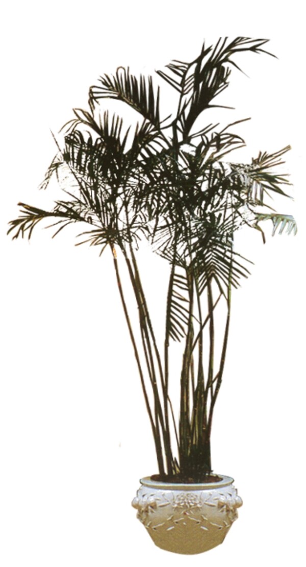 室內(nèi)植物073