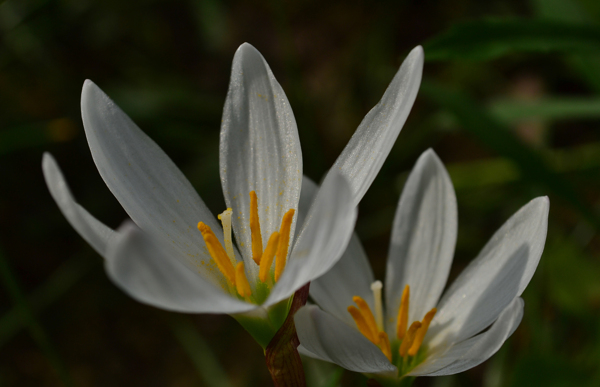 白色石蒜花