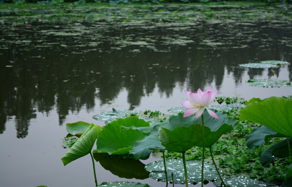 雨后荷花