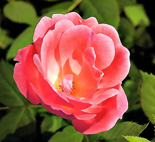 位圖植物攝影寫實(shí)花卉花朵牡丹免費(fèi)素材
