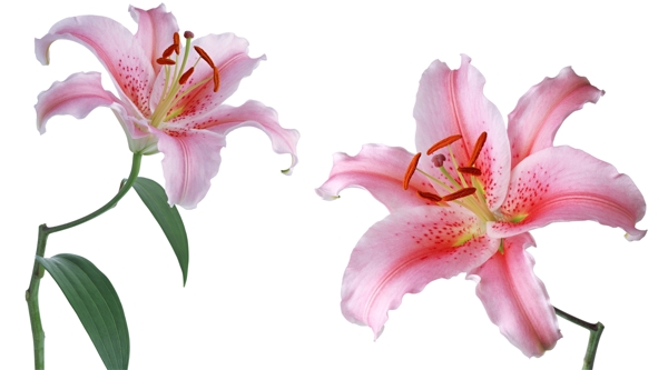 百合圖片