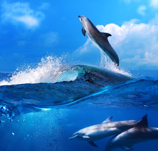 海豚