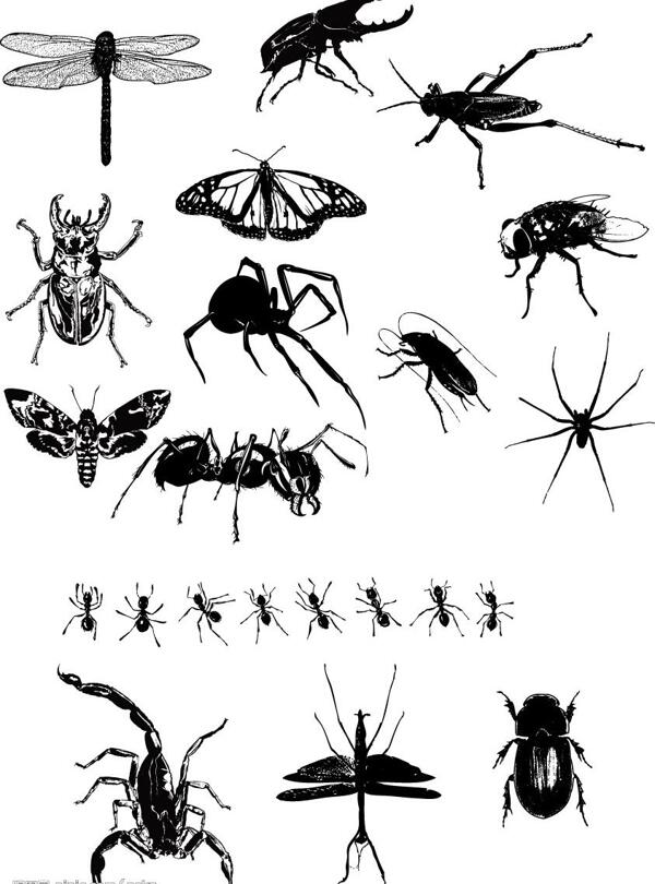 精品昆虫系列图片