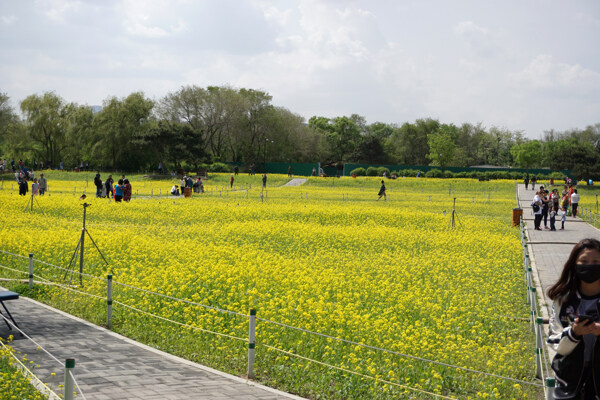 公園油菜花花海