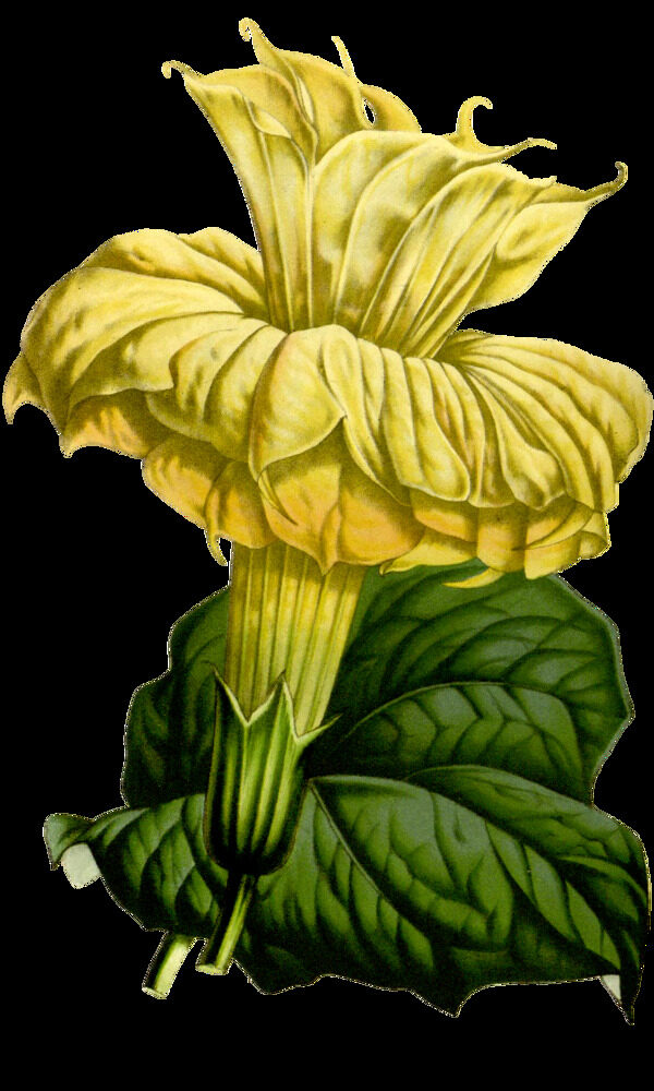 從黃花蕊卡通透明素材