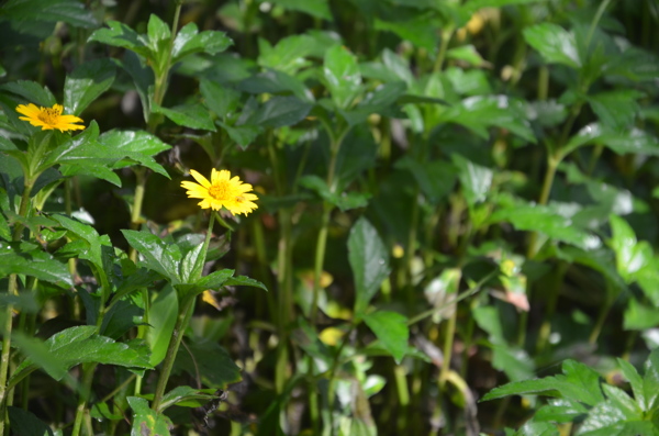 小黃花圖片