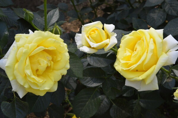 月季花