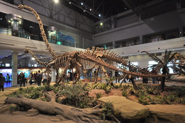恐龙骨架化石图片
