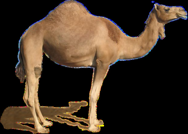 侧面骆驼图片免抠png透明图层素材