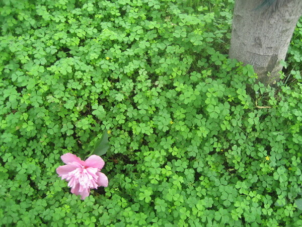 四葉草