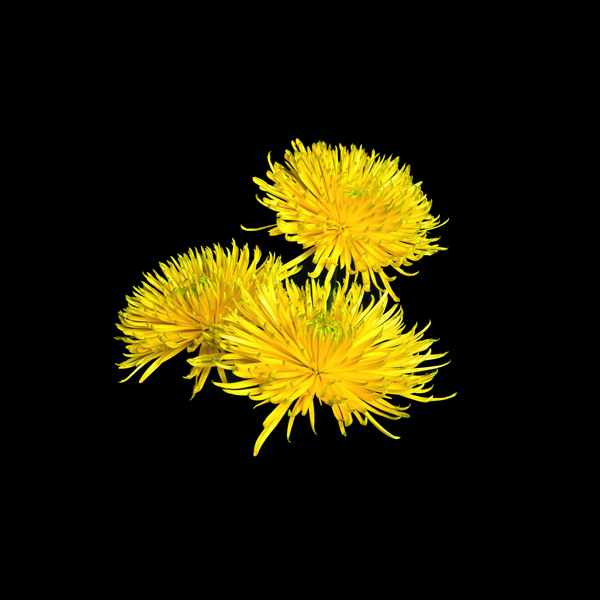 位圖寫實花卉植物花朵菊花免費素材