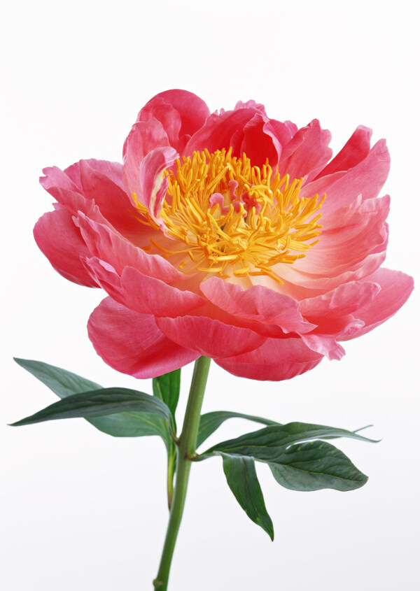 紅色花卉
